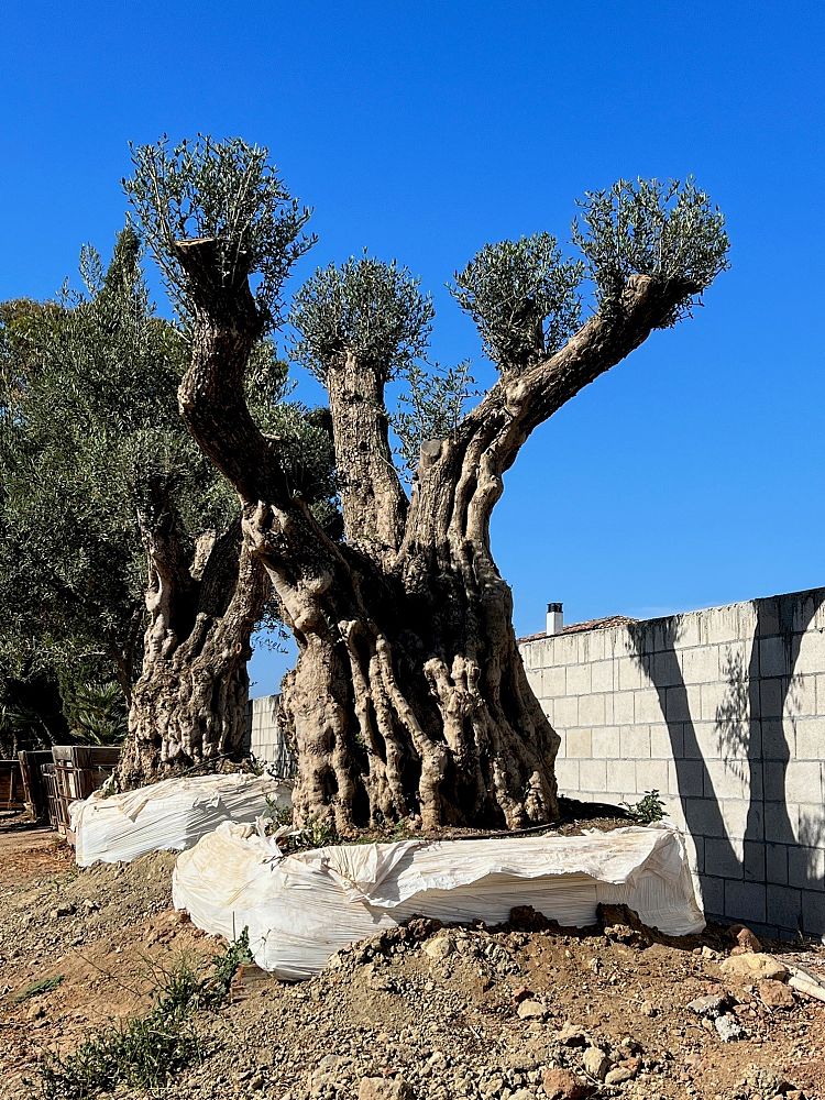olea-europaea-europaea-european-olive