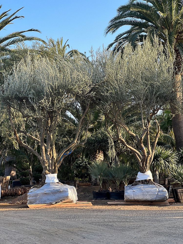 olea-europaea-europaea-european-olive