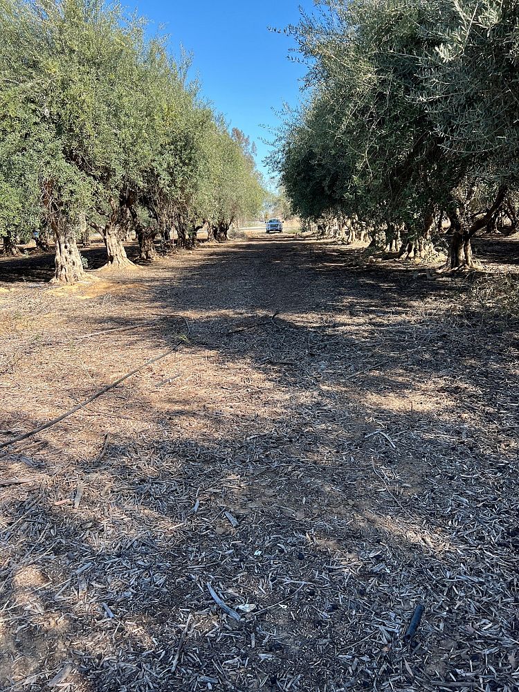 olea-europaea-europaea-european-olive