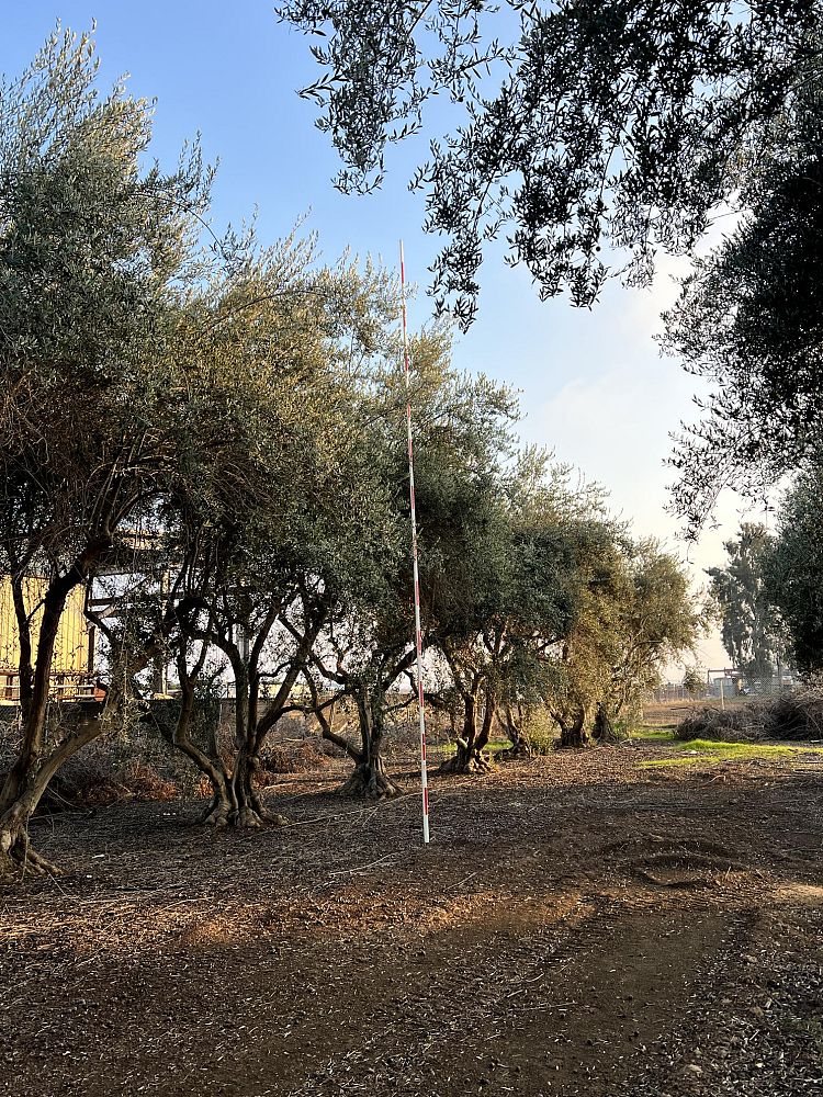 olea-europaea-europaea-european-olive