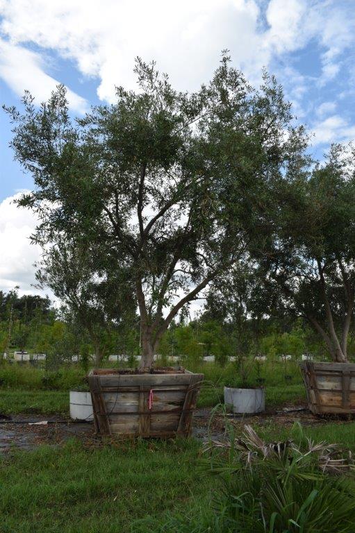 olea-europaea-europaea-european-olive