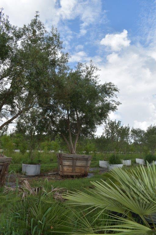 olea-europaea-europaea-european-olive