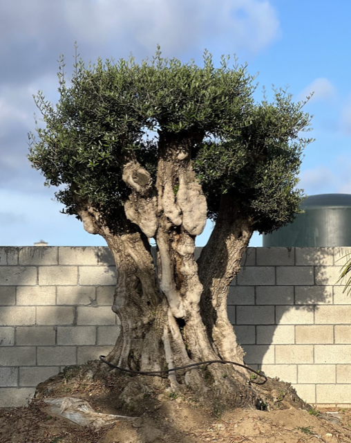 olea-europaea-europaea-european-olive