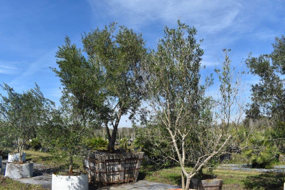 olea-europaea-europaea-european-olive