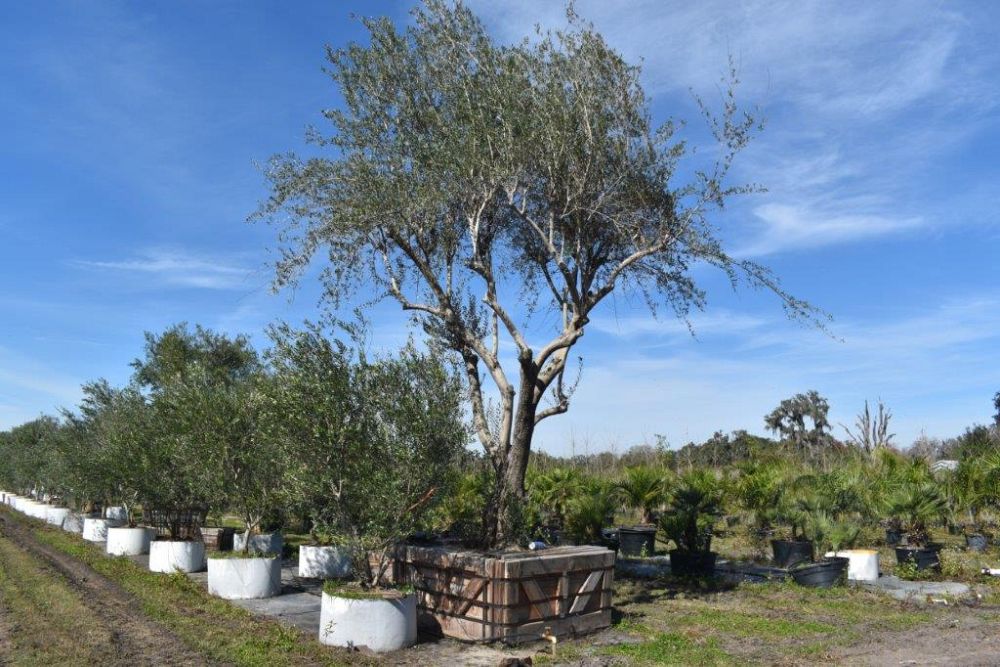 olea-europaea-europaea-european-olive