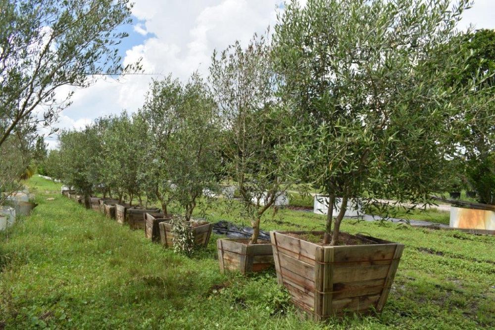 olea-europaea-europaea-european-olive