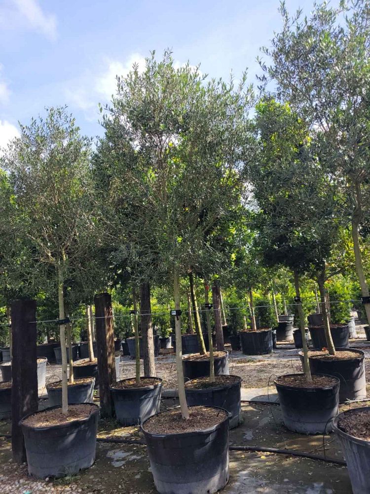 olea-europaea-europaea-european-olive