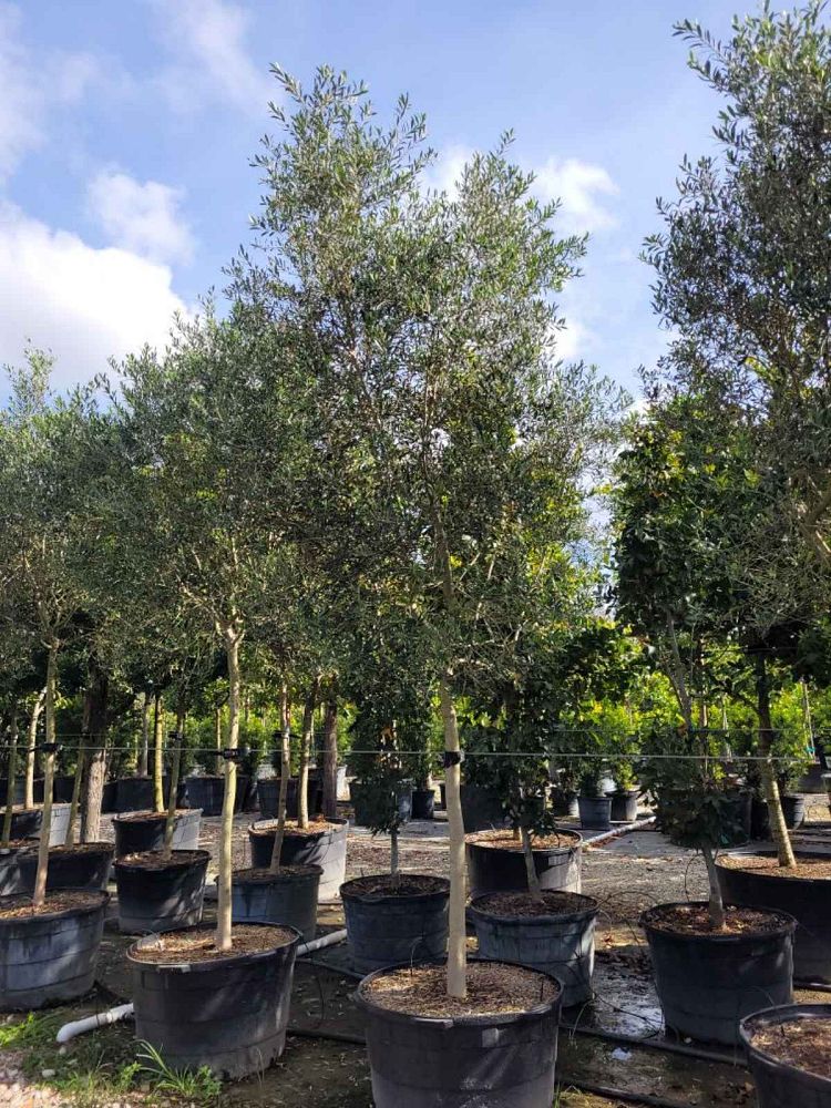 olea-europaea-europaea-european-olive