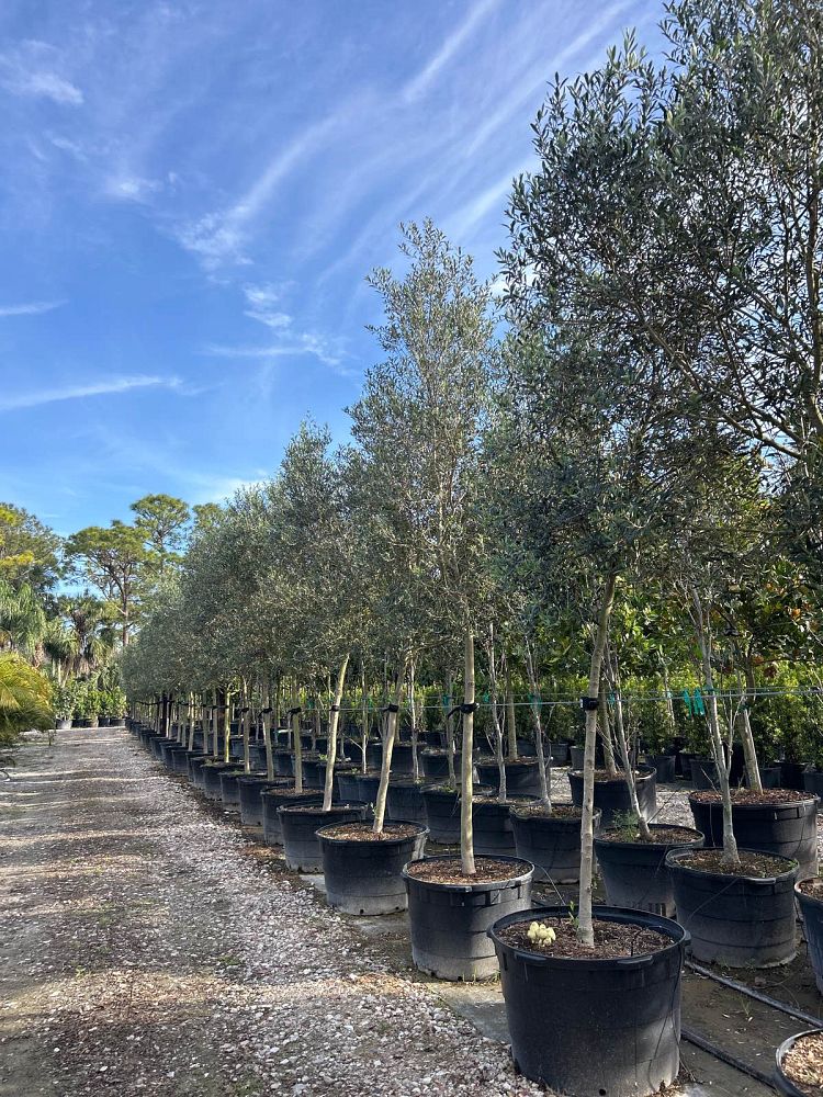 olea-europaea-europaea-european-olive