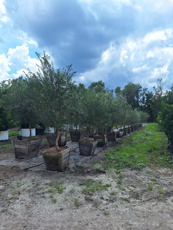olea-europaea-europaea-european-olive