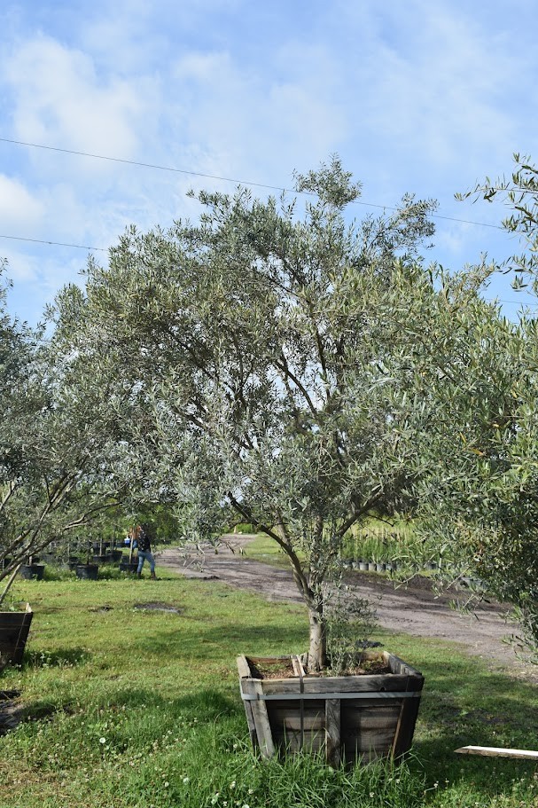 olea-europaea-europaea-european-olive