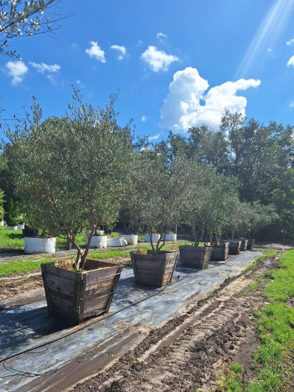 olea-europaea-europaea-european-olive