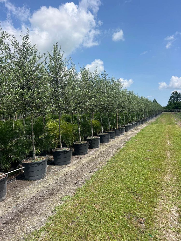 olea-europaea-europaea-european-olive