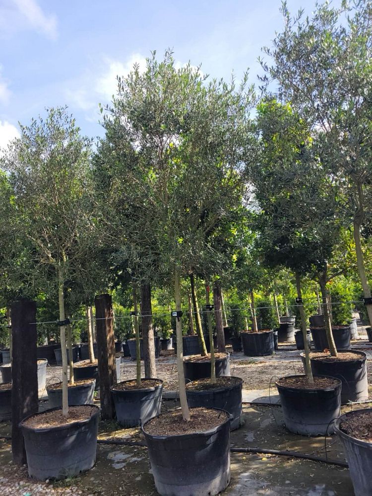 olea-europaea-europaea-european-olive