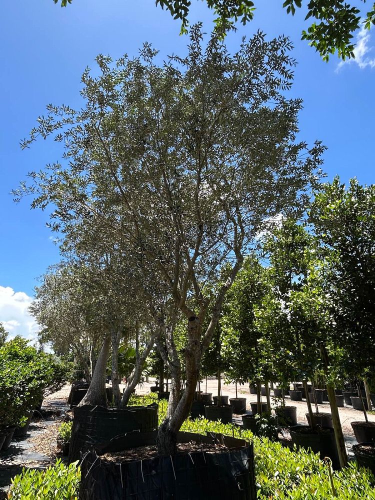 olea-europaea-europaea-european-olive