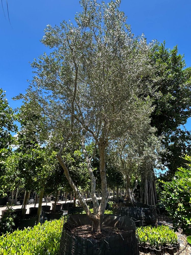 olea-europaea-europaea-european-olive