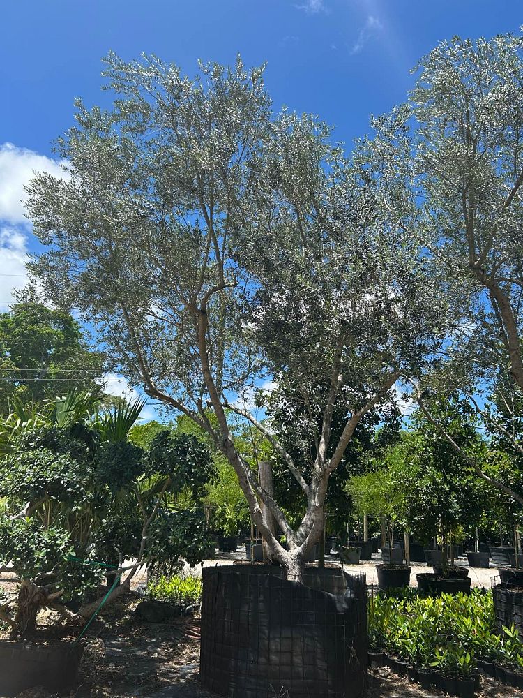 olea-europaea-europaea-european-olive