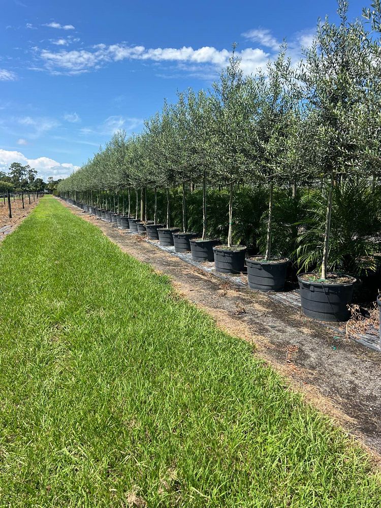 olea-europaea-europaea-european-olive