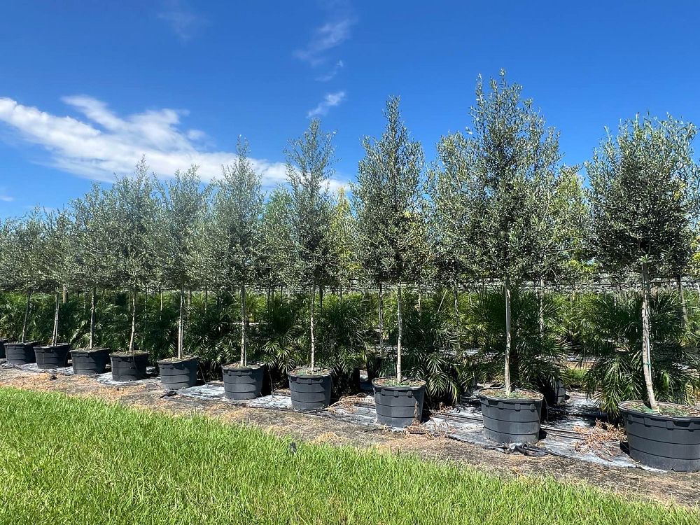 olea-europaea-europaea-european-olive