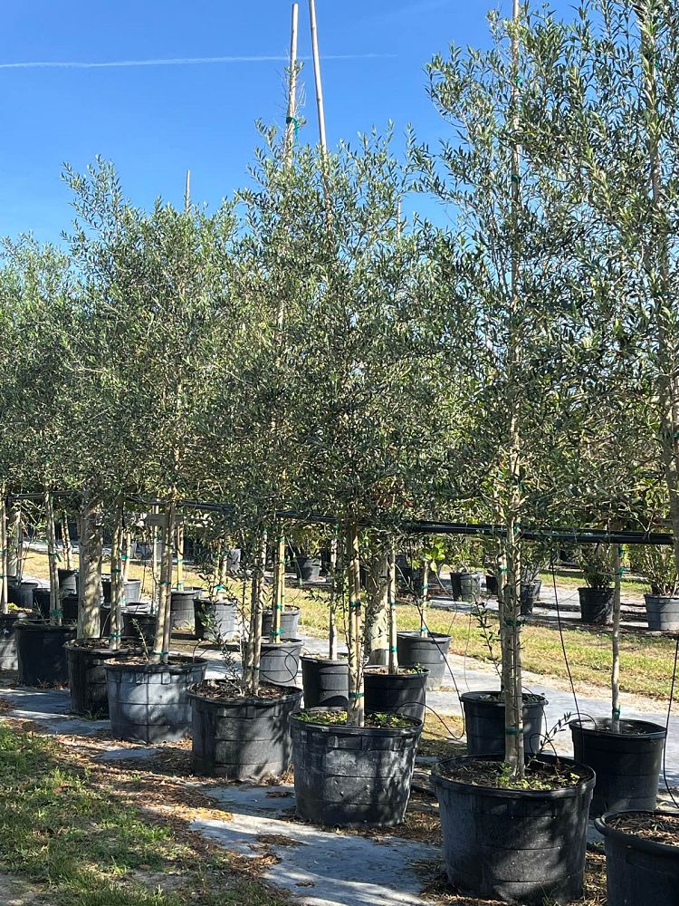 olea-europaea-europaea-european-olive