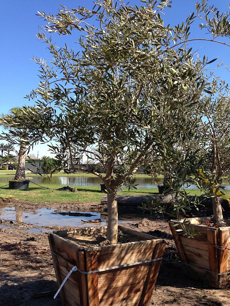 olea-europaea-european-olive-edible