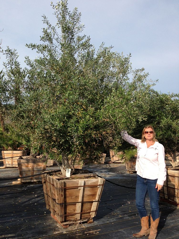 olea-europaea-european-olive-edible