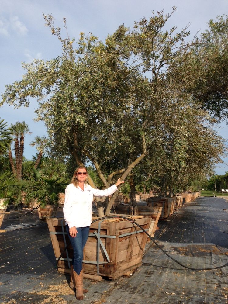 olea-europaea-european-olive-edible