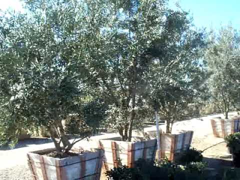 olea-europaea-european-olive-edible