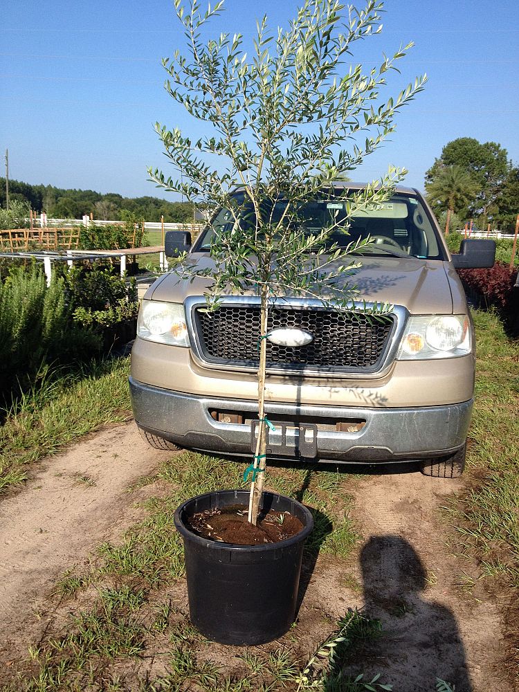 olea-europaea-european-olive-edible
