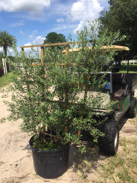olea-europaea-european-olive-edible