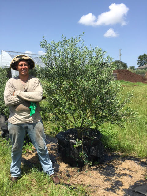olea-europaea-european-olive-edible