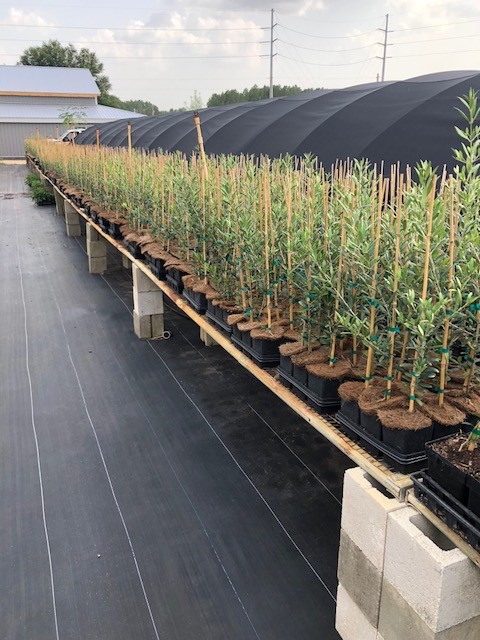 olea-europaea-european-olive-edible