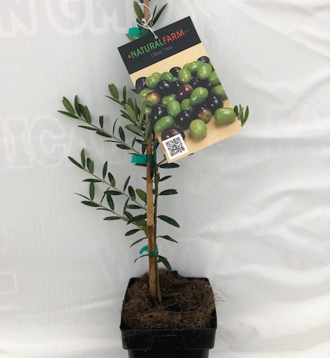 olea-europaea-european-olive-edible