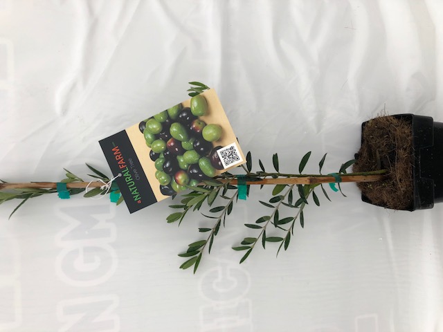 olea-europaea-european-olive-edible