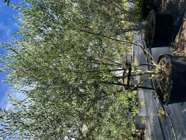 olea-europaea-european-olive-edible