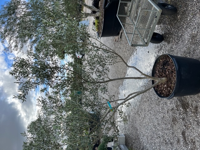 olea-europaea-european-olive-edible
