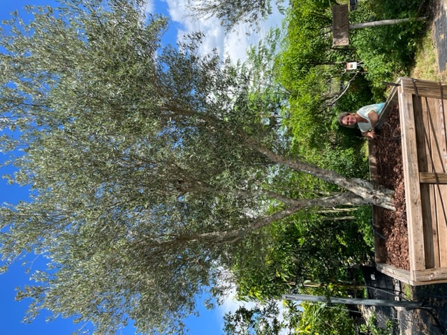olea-europaea-european-olive-edible