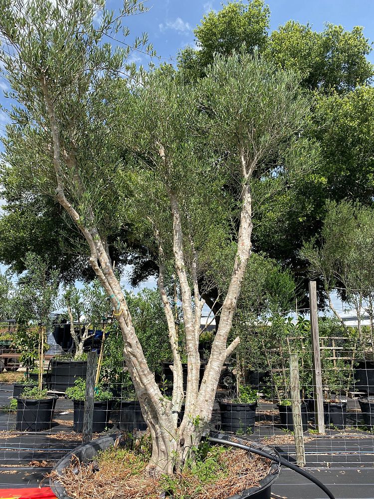 olea-europaea-european-olive-edible