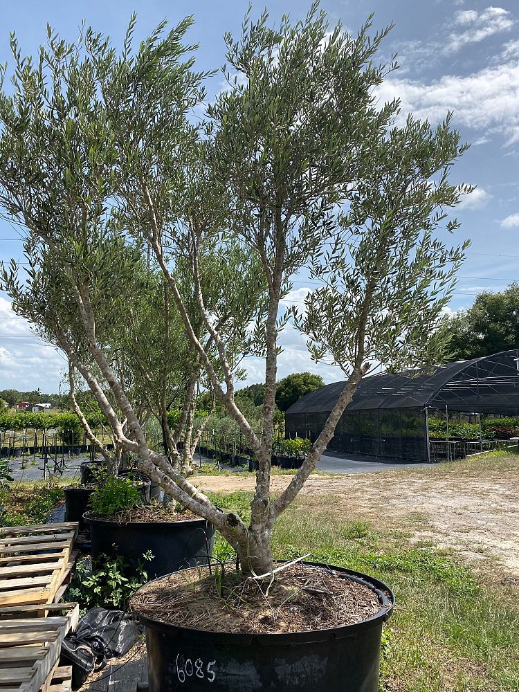 olea-europaea-european-olive-edible