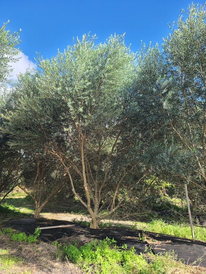 olea-europaea-european-olive-edible