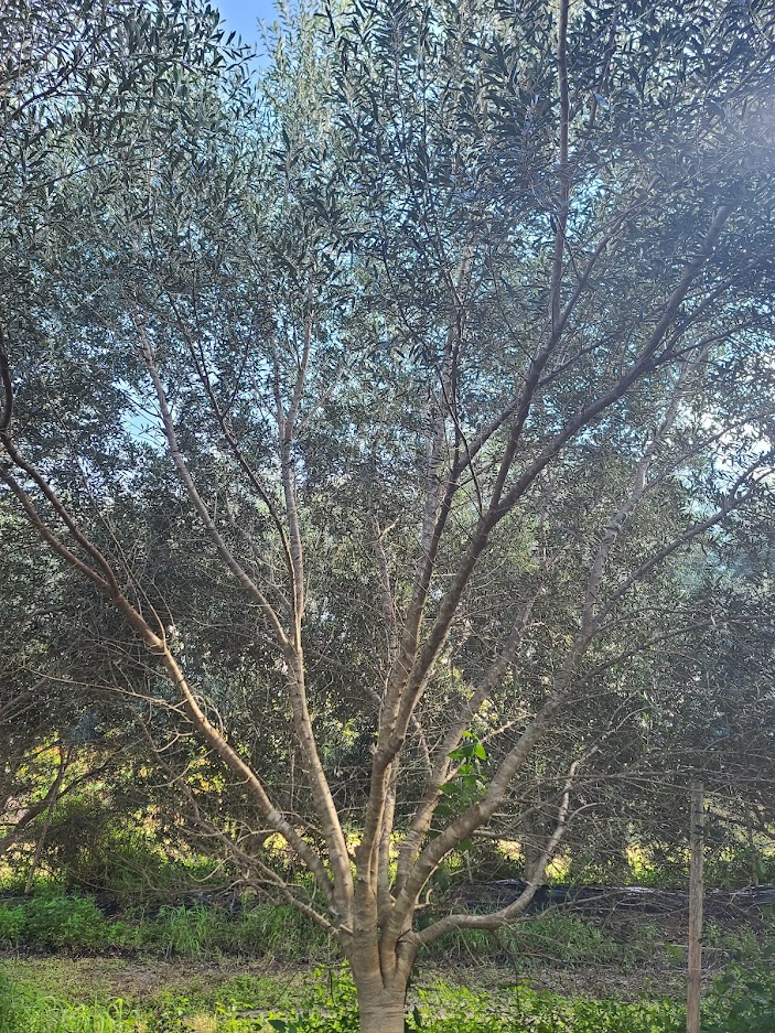 olea-europaea-european-olive-edible