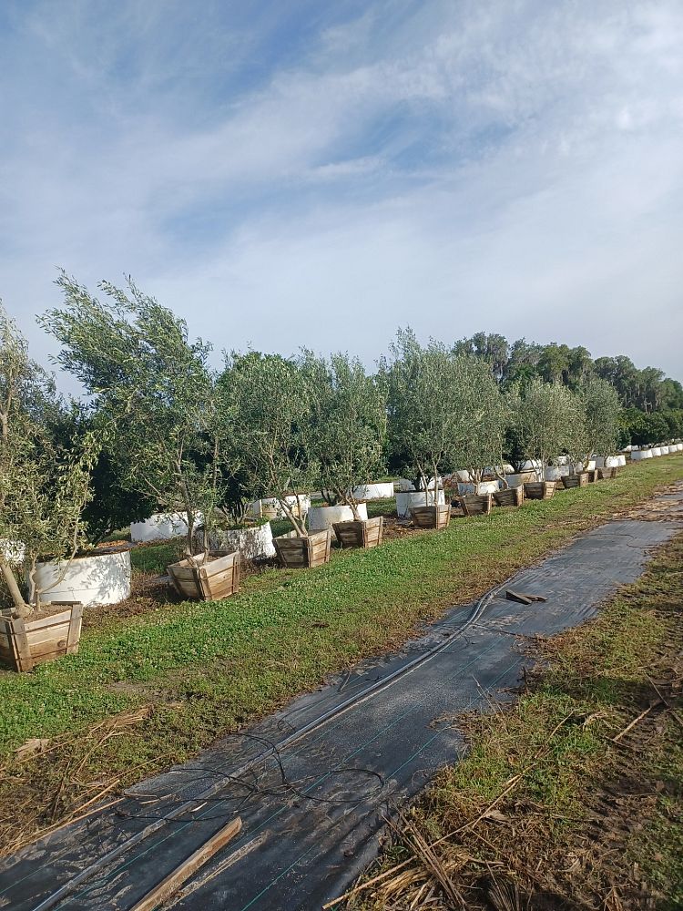 olea-europaea-european-olive-edible