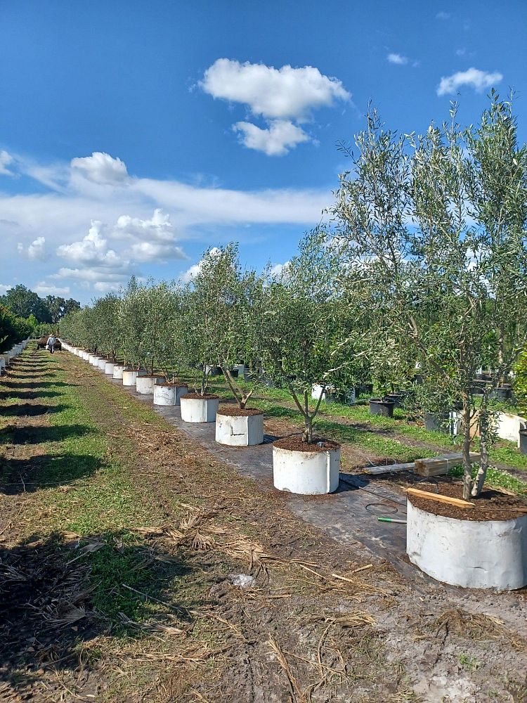 olea-europaea-european-olive-edible