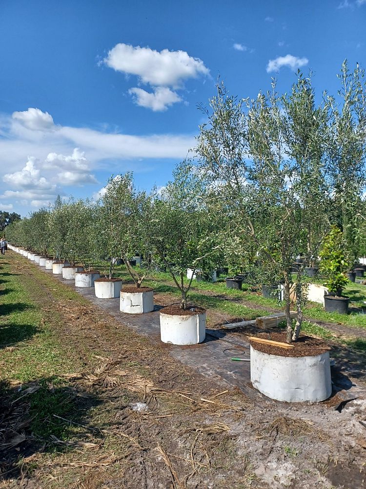 olea-europaea-european-olive-edible