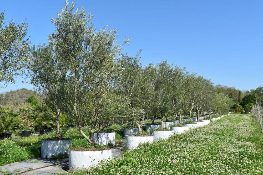 olea-europaea-european-olive-edible