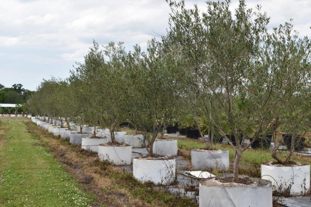 olea-europaea-european-olive-edible