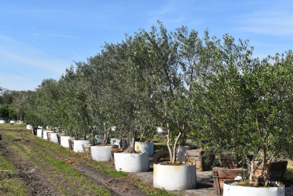 olea-europaea-european-olive-edible
