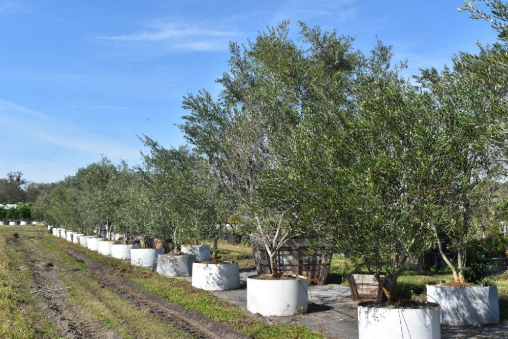 olea-europaea-european-olive-edible