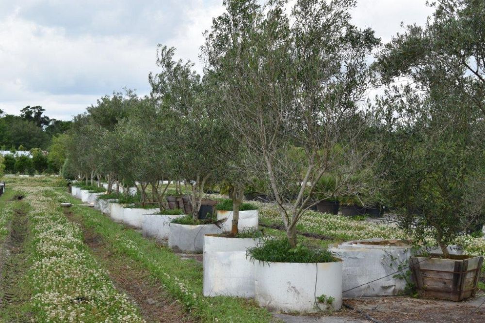 olea-europaea-european-olive-edible