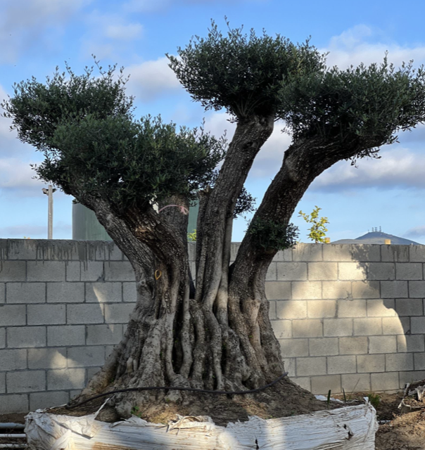 olea-europaea-european-olive-edible